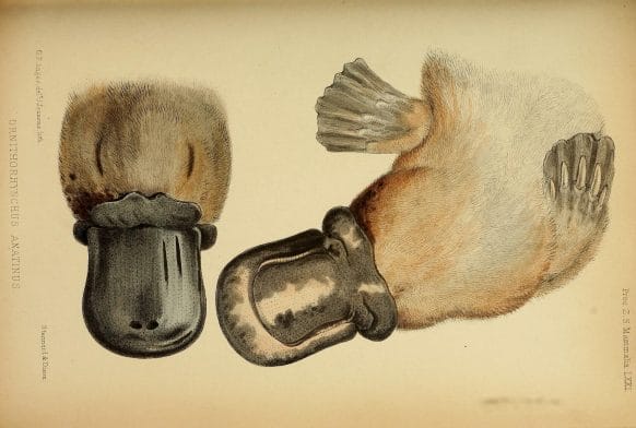 Fact file: the Platypus