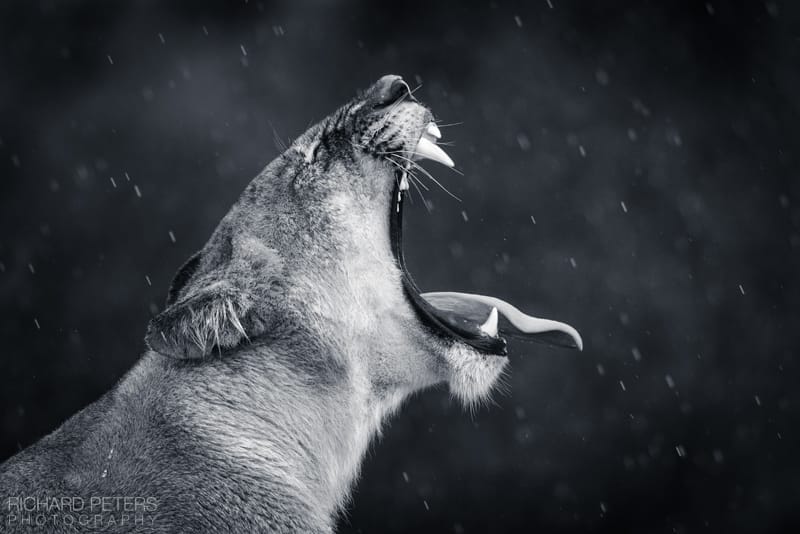 Lioness with mouth open wide