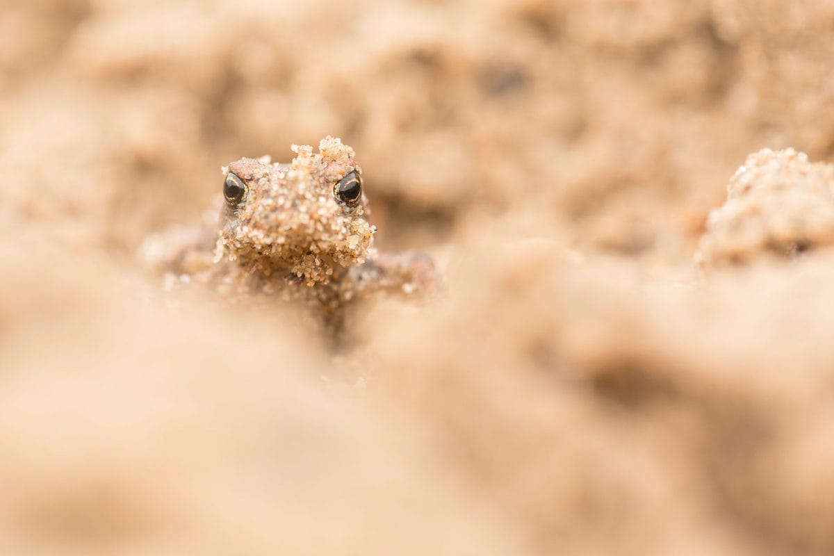 A lizard covered in sand, camouflaging itself