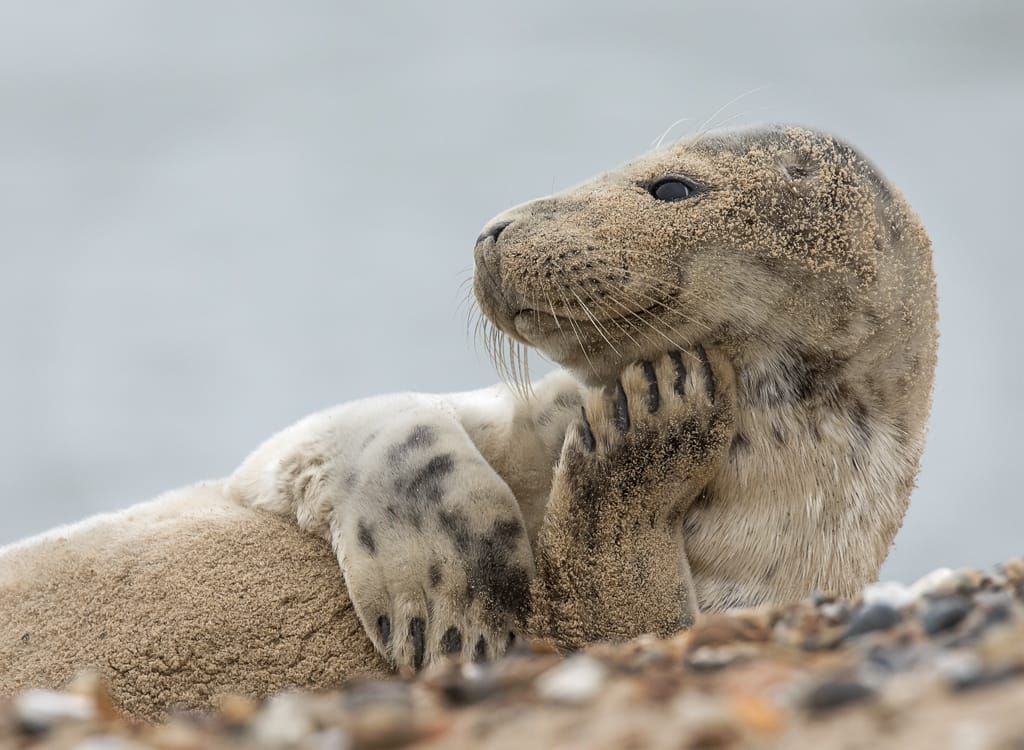 A seal