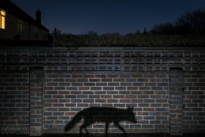 The shadow of a fox cast on a brick wall.