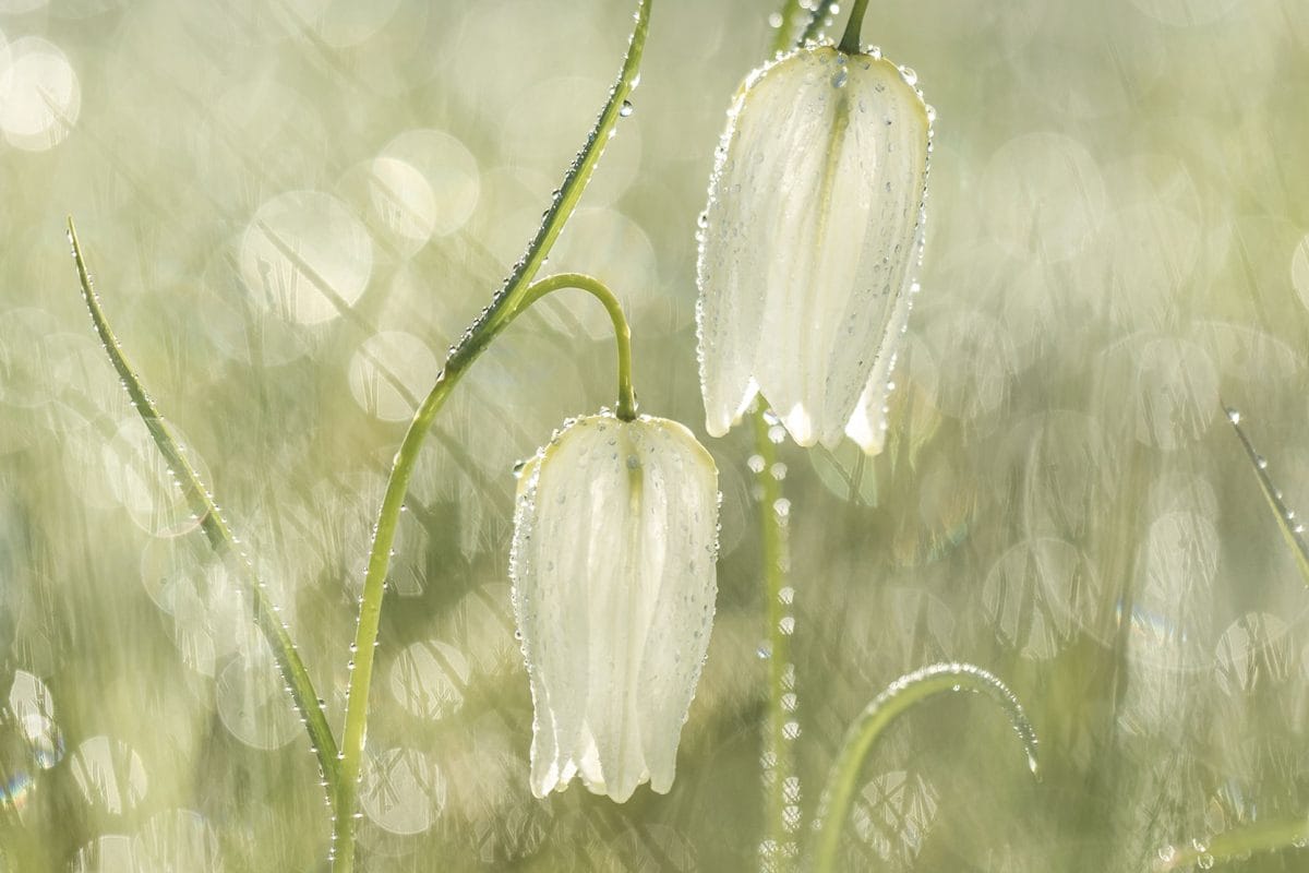 Snakes head fritillary with sun and raindrops