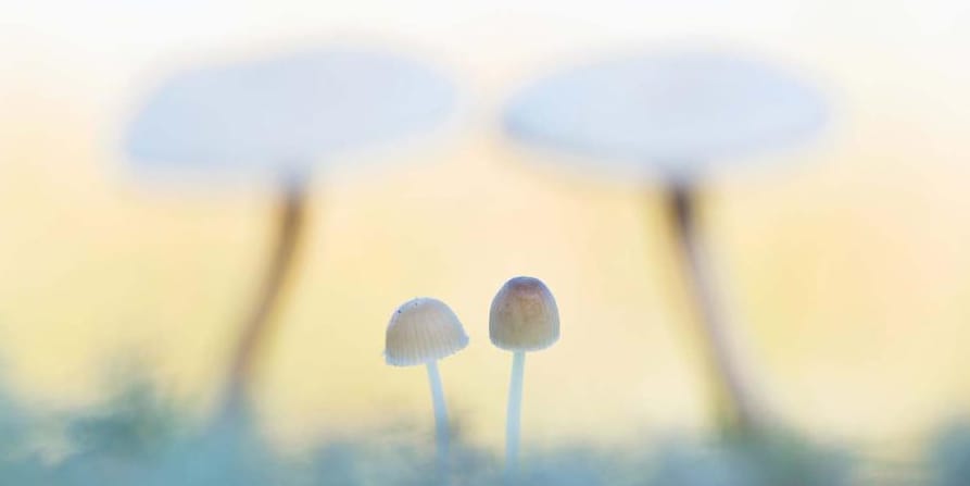 Toadstools