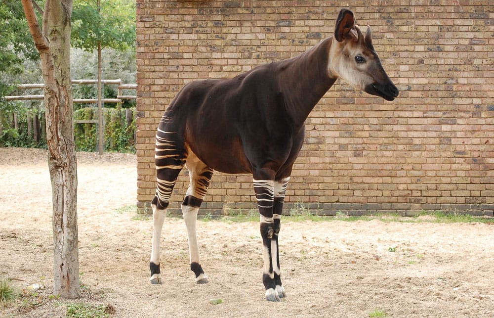 Okapi standing