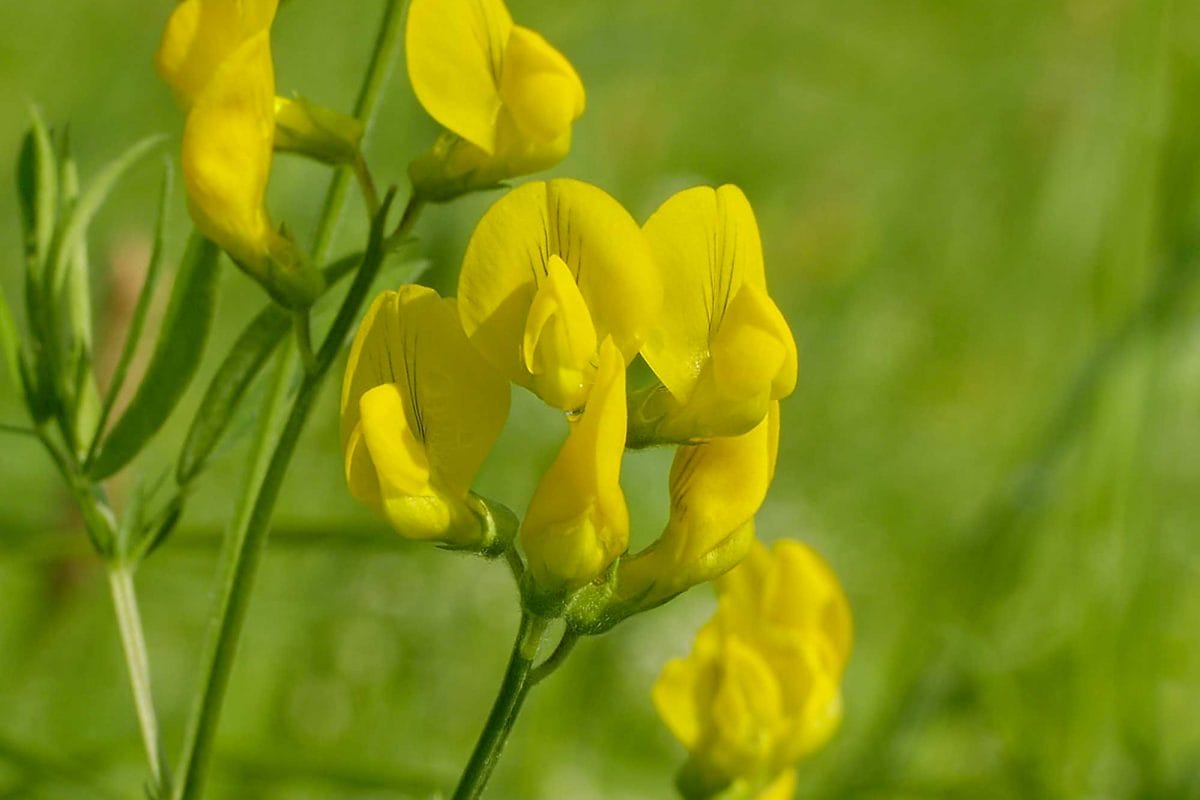 Meadow vetchling flowers