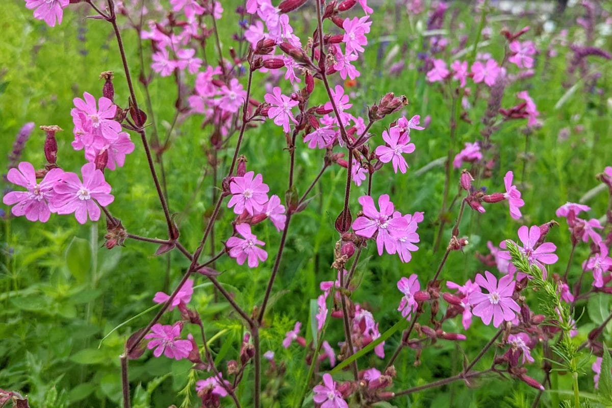 bold pink red campion flowers