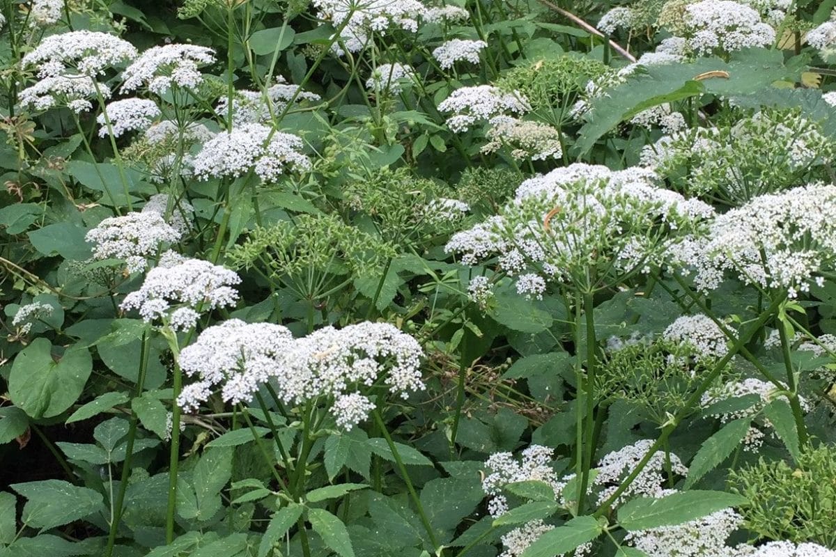 Ground Elder with small white flowers