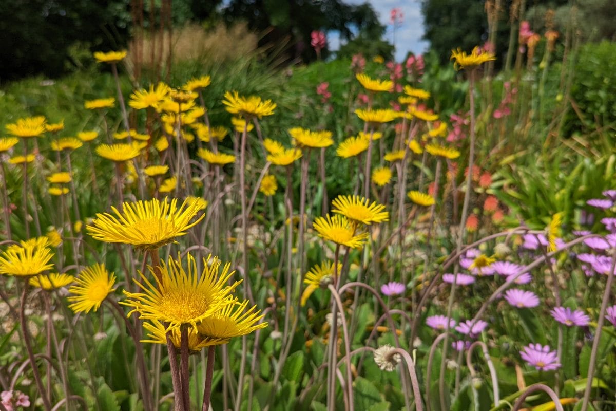 Yellow flowers