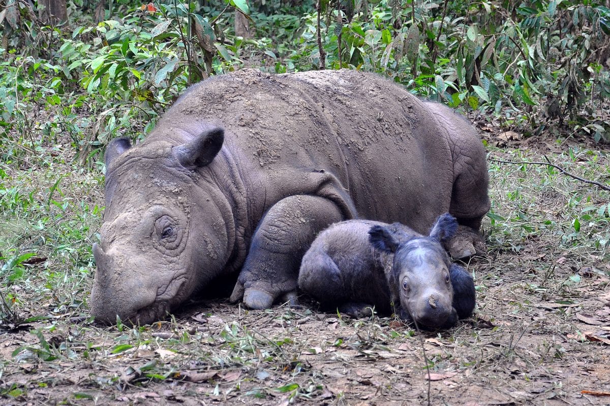 Sumatran rhinos: Ratu and Andatu her baby
