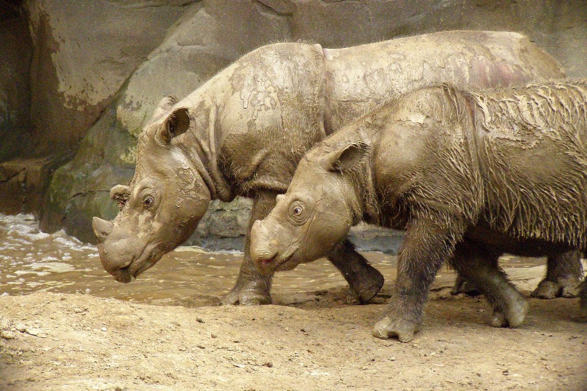 Sumatran Rhinos Emi and Harapan