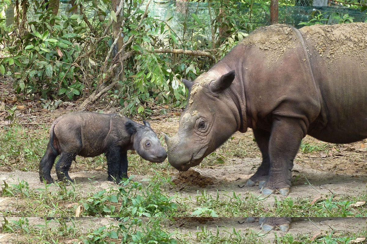 Sumatran rhinos: Ratu and Andatu