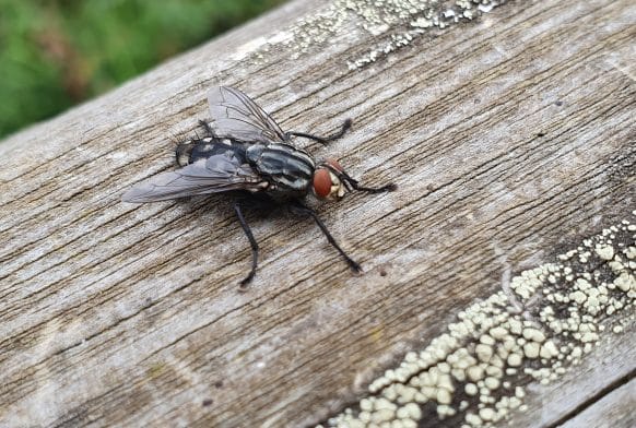 Fact file: the House Fly