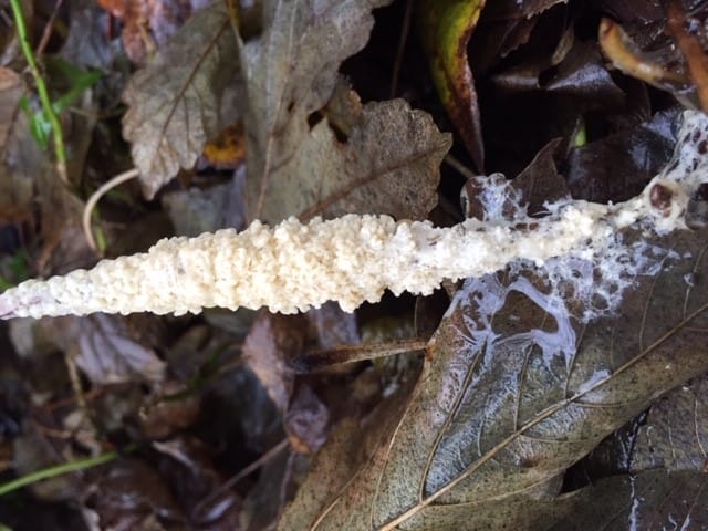 Dog vomit slime mould on the Nature Trail