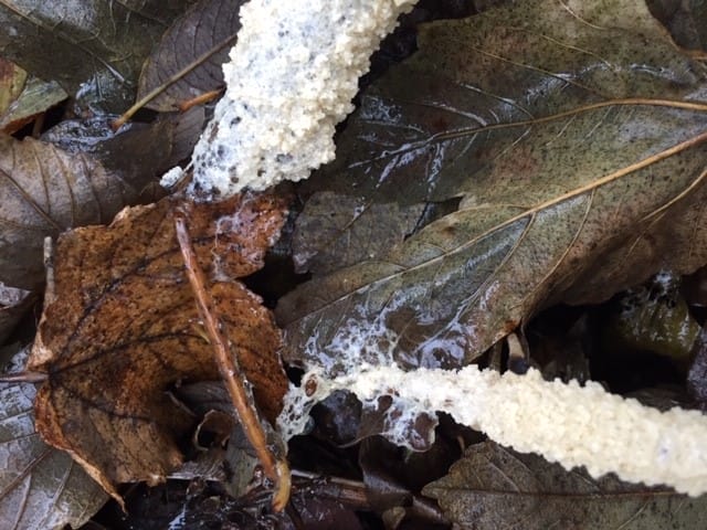 Dog vomit slime mould on the Nature Trail