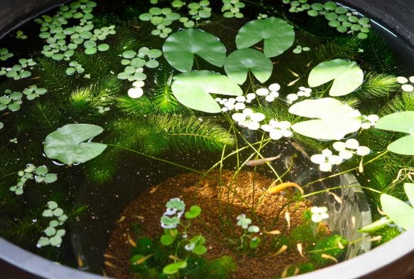 Make your own mini-pond