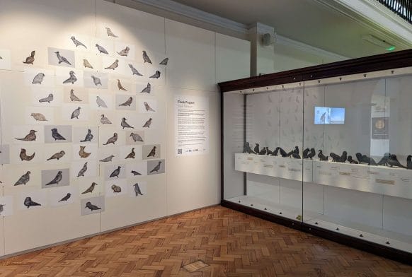 About the Art: Flock Project