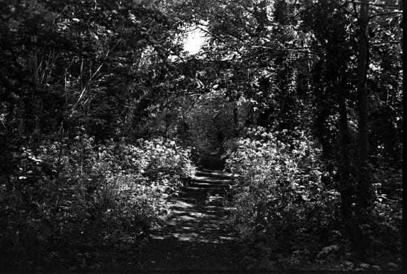 Horniman appoints Marie Smith as digital artist in residence