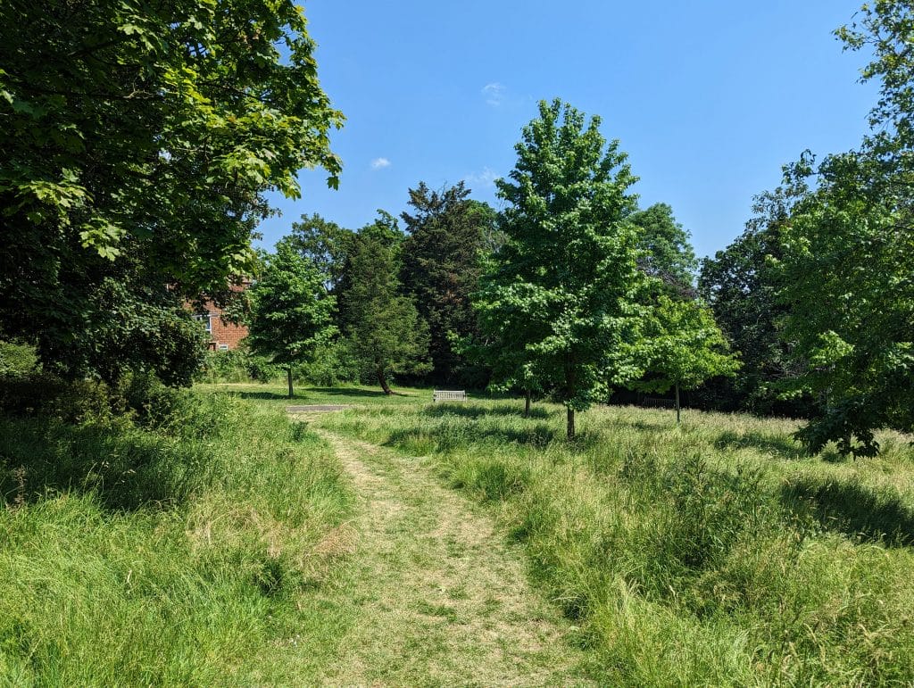 Long grass and mowed paths in the South Downs Meadow