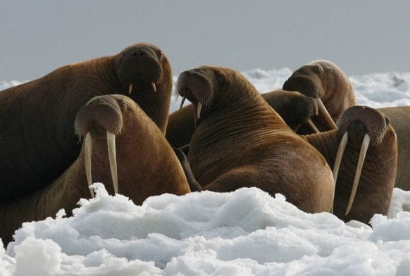 Walruses under threat