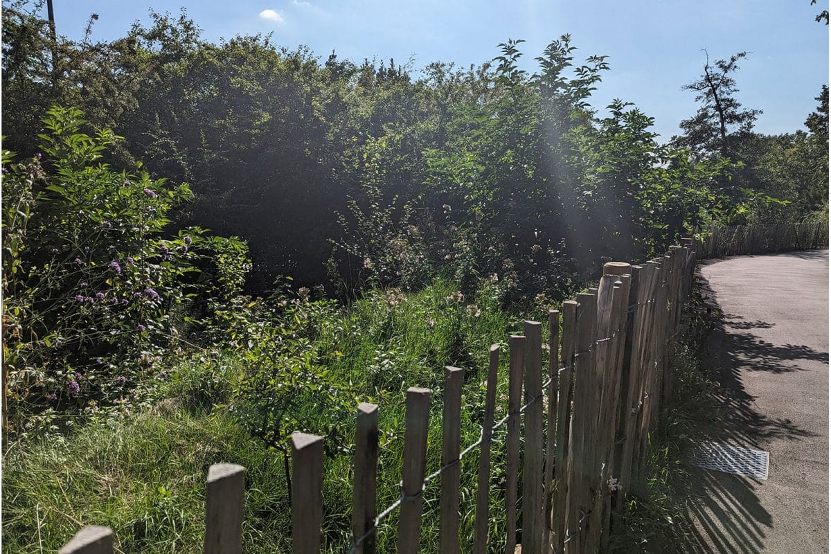 A picture of the London Road Forest Border on a sunny day