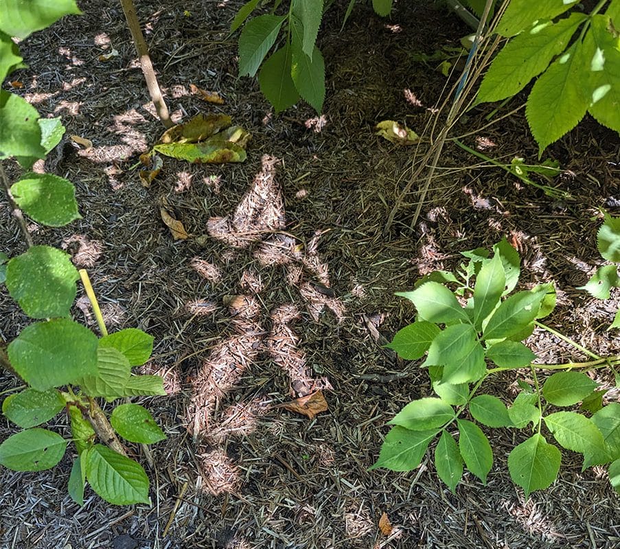 A picture of the ground in the Horniman LondonRoad Forest Border - the soil is covered in a layer of special, straw-like mulch to stem weed growth