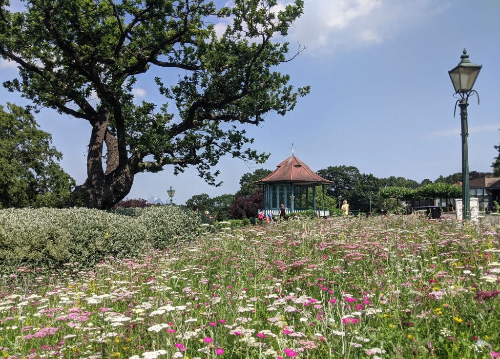 Wildflowers in the Horniman Gardens with the Bandstand in the background