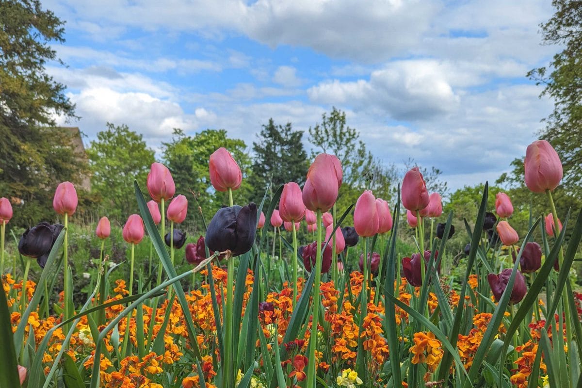 Tulips in the Horniman South Downs meadow