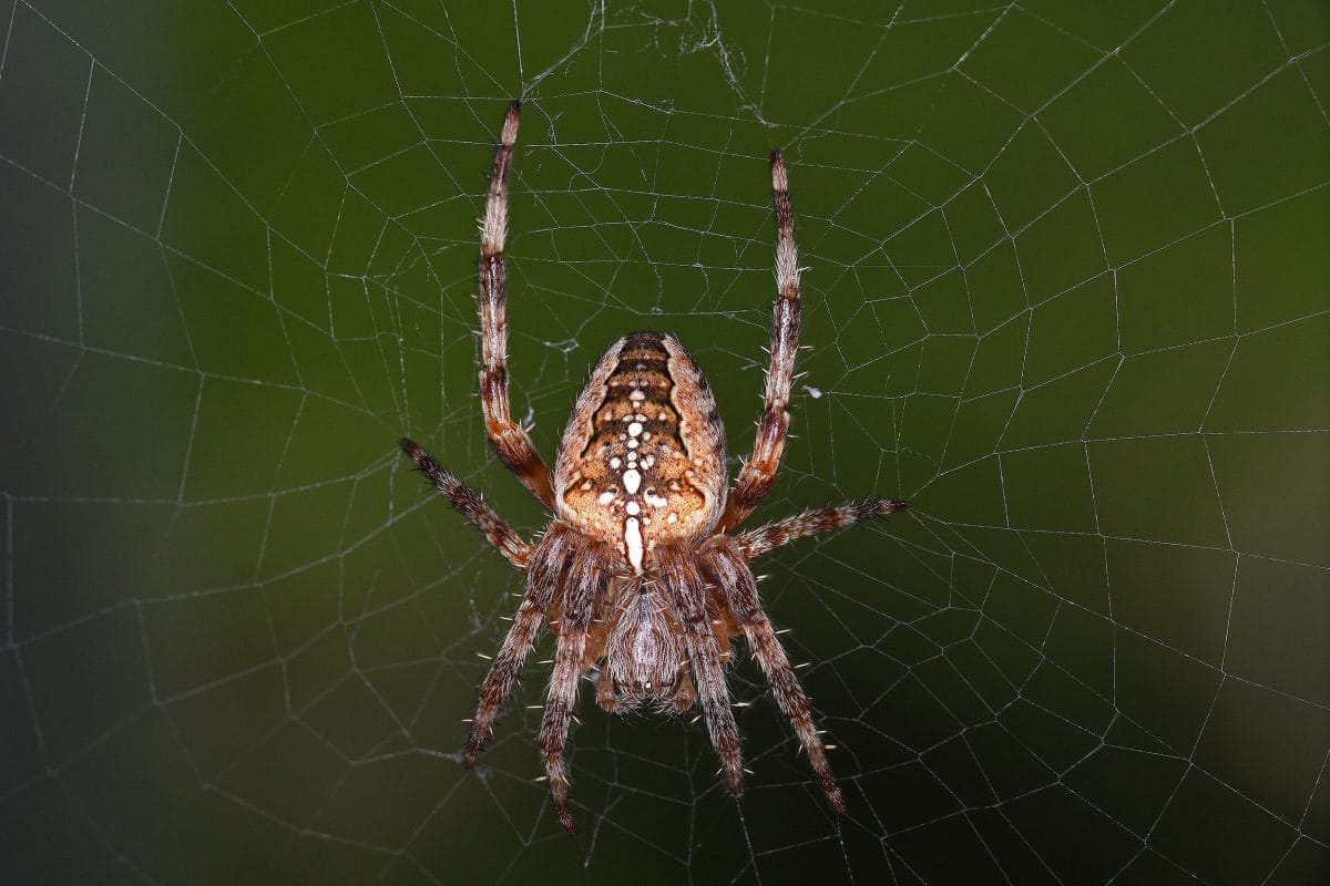 A garden cross spider with distinctive cross on it's belly, in a web