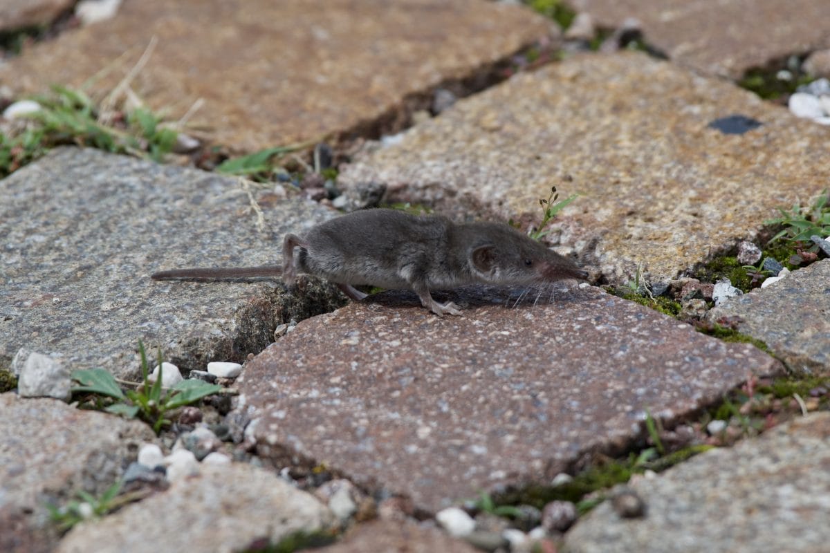 An etruscan shrew crawls across paving stones