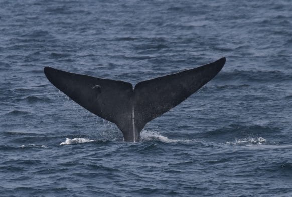 The biggest and smallest animals in the world