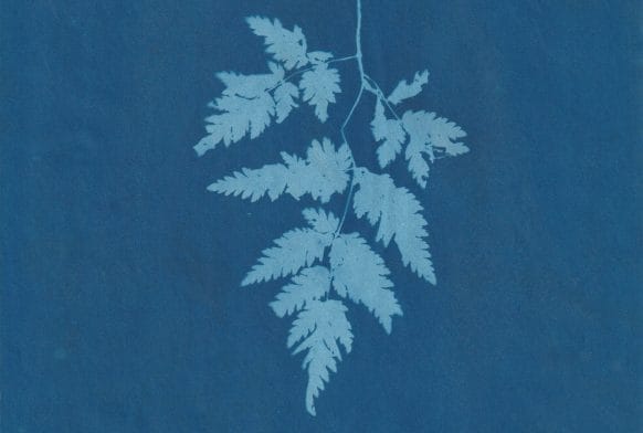 Extraction: In Conversation with Anna Atkins