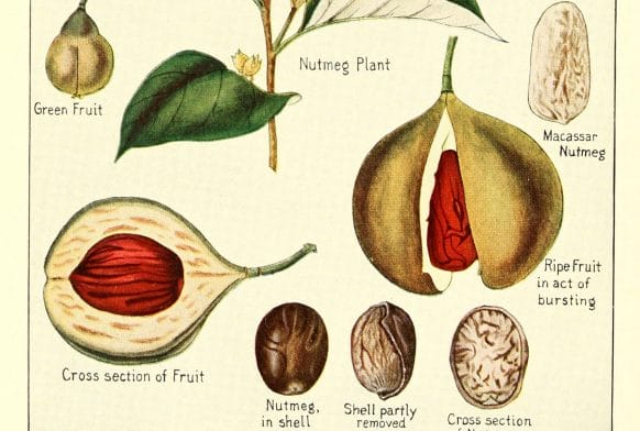 Cracking the nutmeg: researching the Caribbean collection