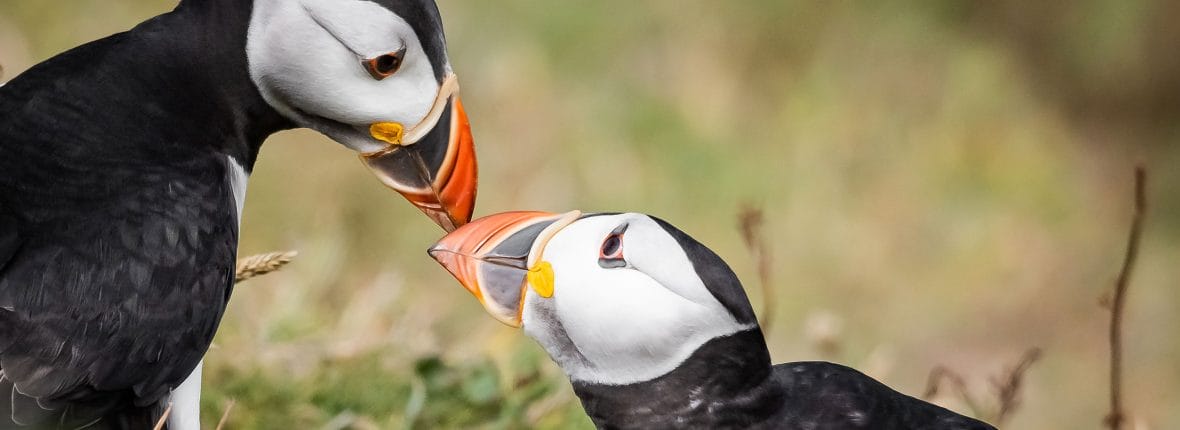 Two puffins are beak to beak in the grass