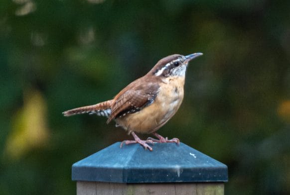 Wren Day: An Irish procession on the day after Christmas