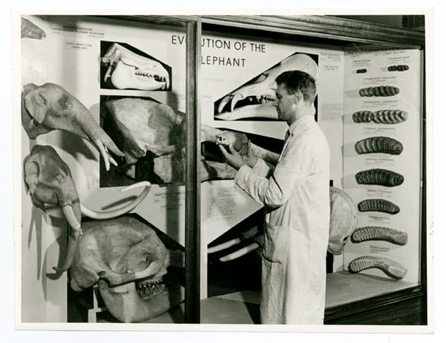 Archive photo of a man in a white coat examining a case which features elephant heads