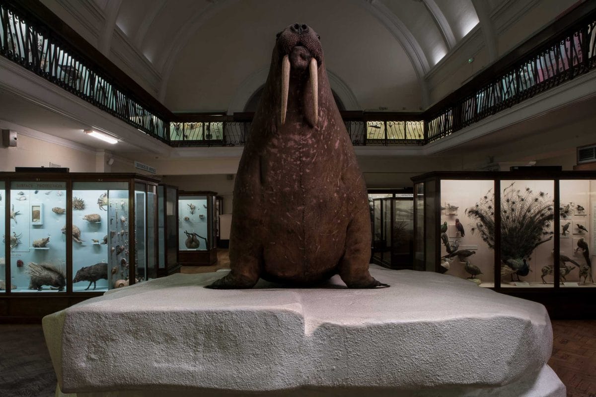 Horniman Walrus