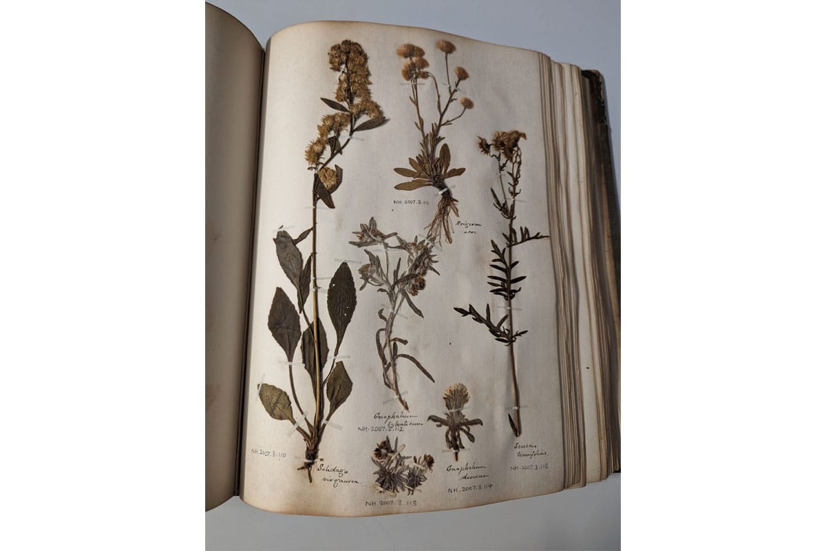 Pressed flowers in herbaria book