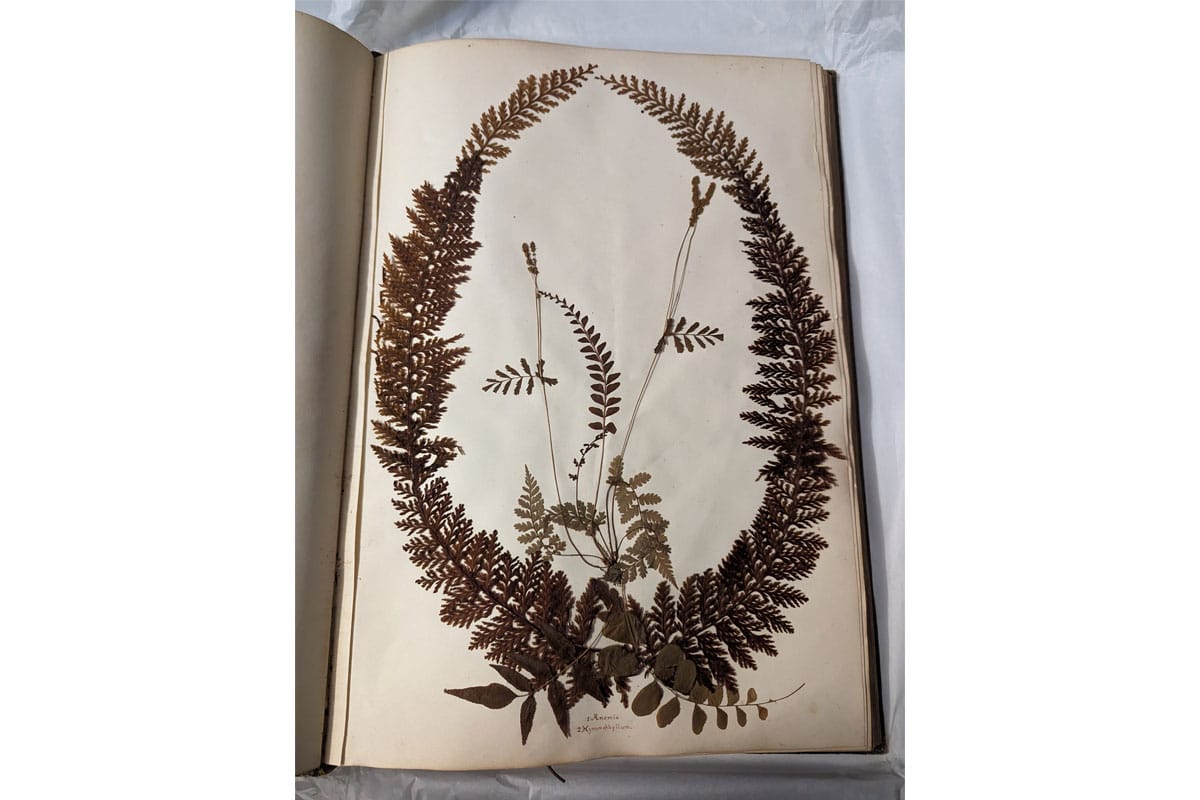 Pressed ferns in herbaria book