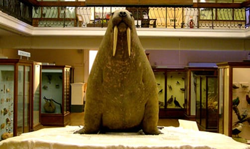 Horniman Walrus
