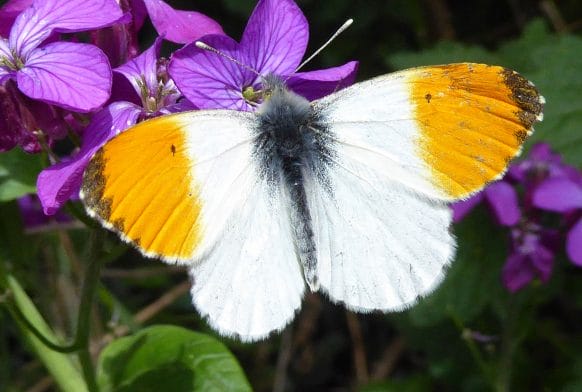 The Harbingers of Spring