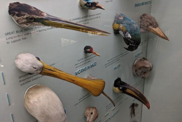 How do you pack bird heads?