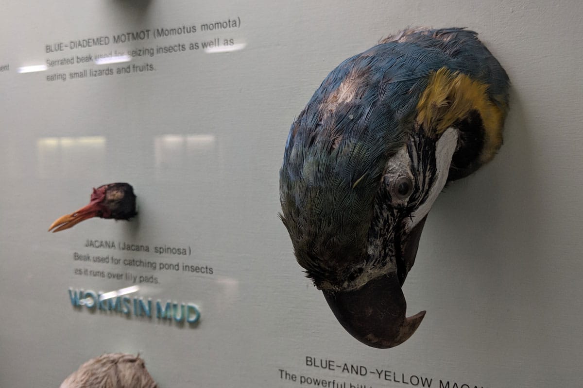 Blue and yellow macaw head mounted on a wall