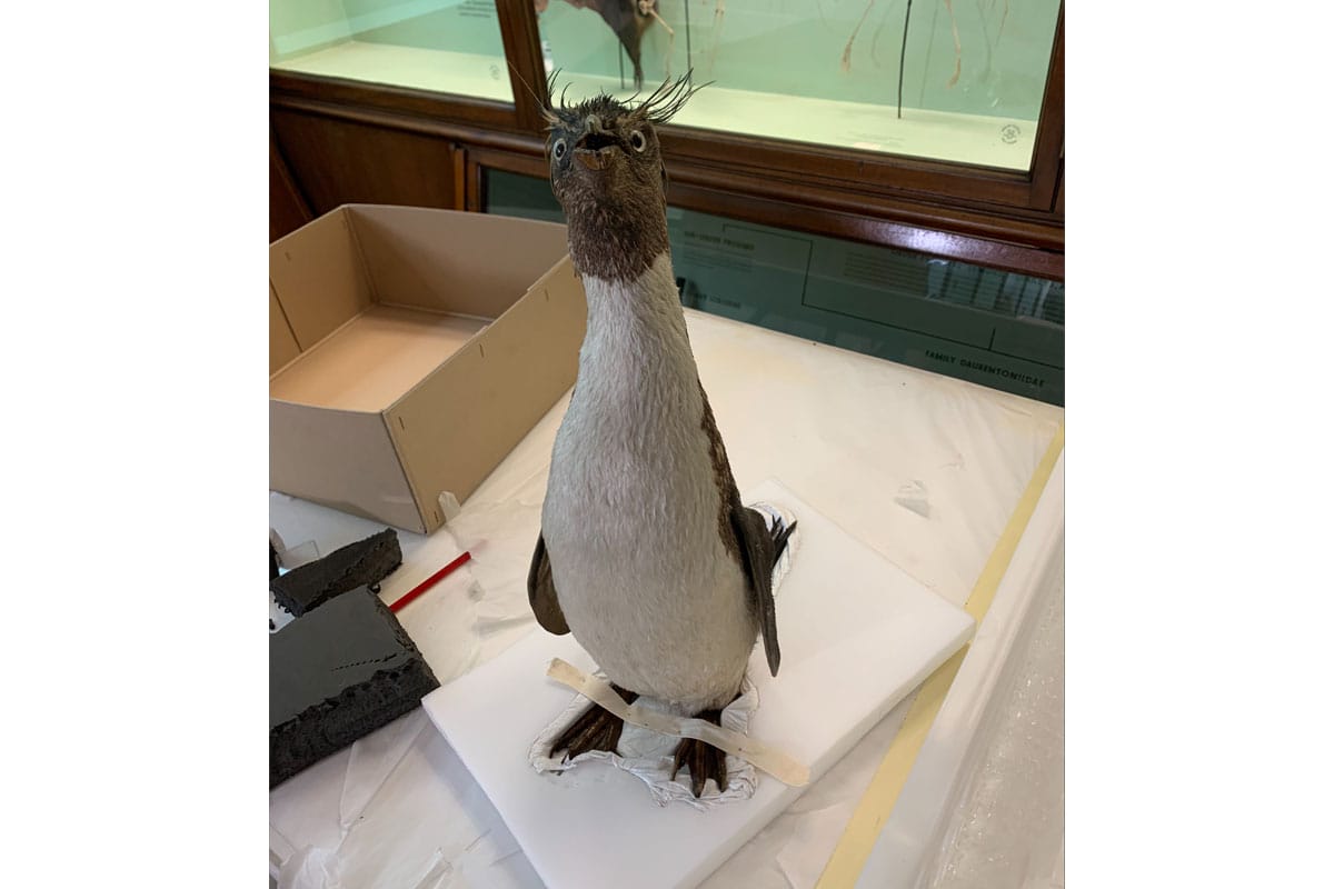 Taxidermy penguin strapped by the feet to a foam board