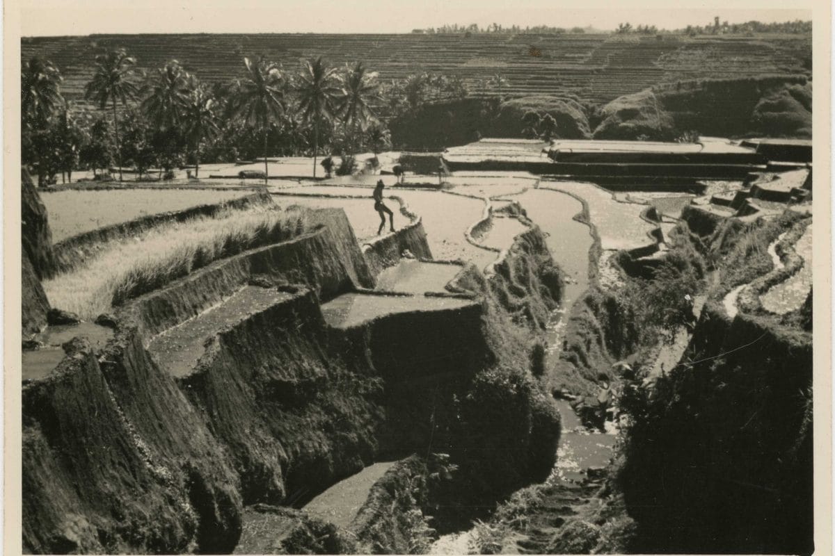 Archive photo of a paddy field