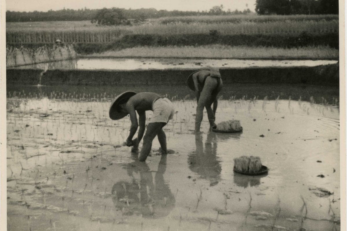 Archive photo of two people picking rice in a paddy field