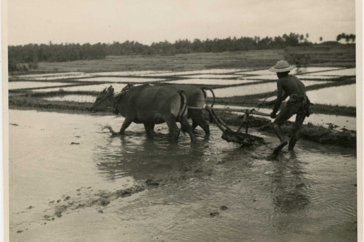 Archive photo of a man holding a stick as two cows pull through a paddy field