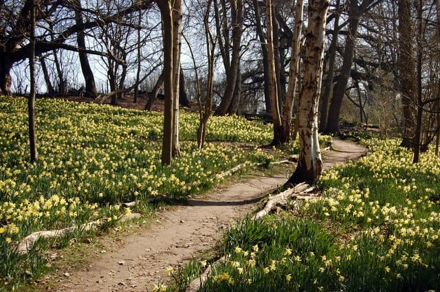 A path through two patches of grass dotted with daffodils in a woodland