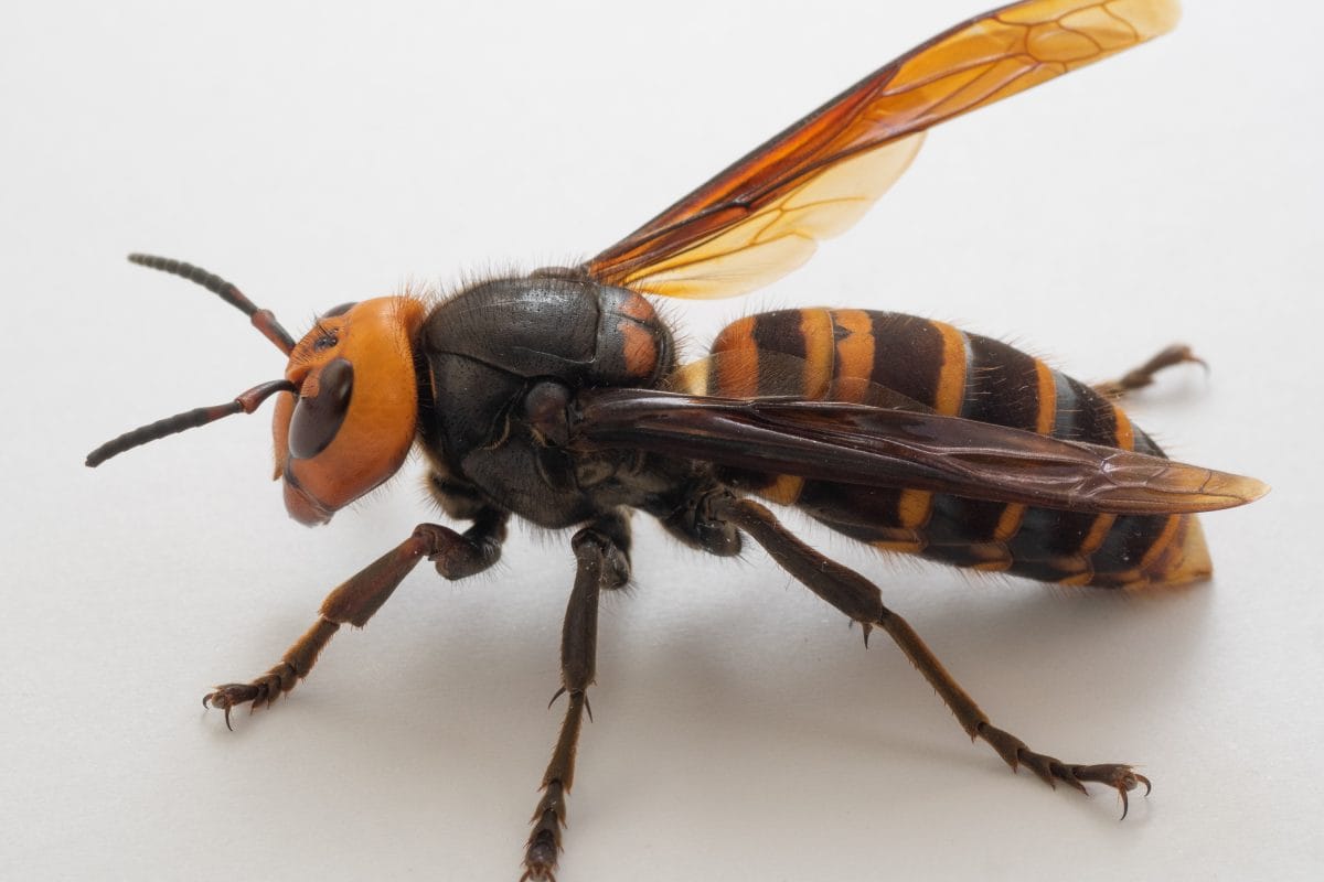 Asian Hornet