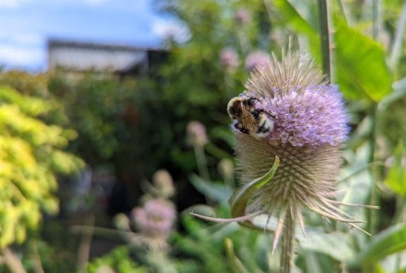 Bees: Honey, Solitary and Bumble (and a Bad Hornet)