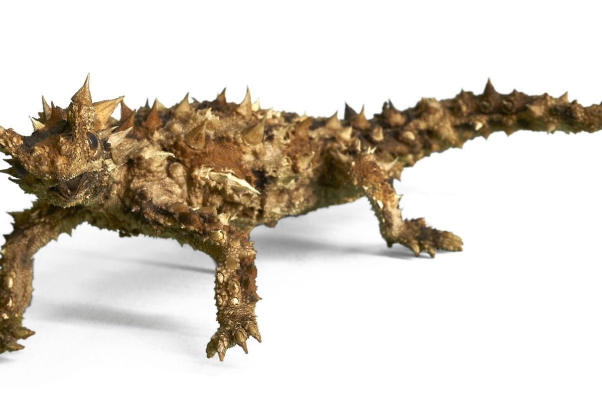 A thorny devil